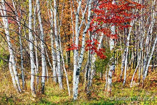 Autumn Birches_29873.jpg - Photographed near Westport, Ontario, Canada.
